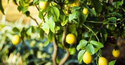 Saksıda Limon Filizlendirme