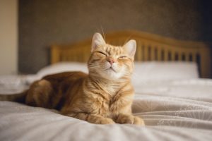 Kedinizin Mutlu Olduğunu Anlamanın Yolları