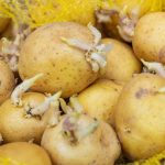 Patateslerin Filizlenmemesi İçin Nasıl Saklanır