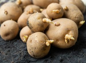 Patateslerin Filizlenmemesi İçin Nasıl Saklanır