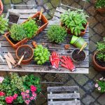 Bitkiler için Doğru Saksı Seçimi Avantajlar