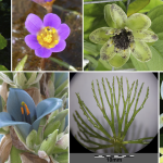 Açık Ve Kapalı Tohumlu Bitkiler